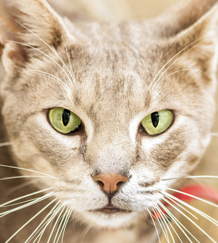 catnew